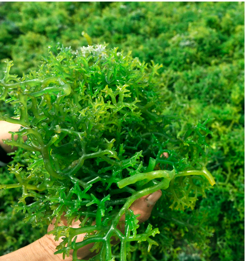 Carrageenan